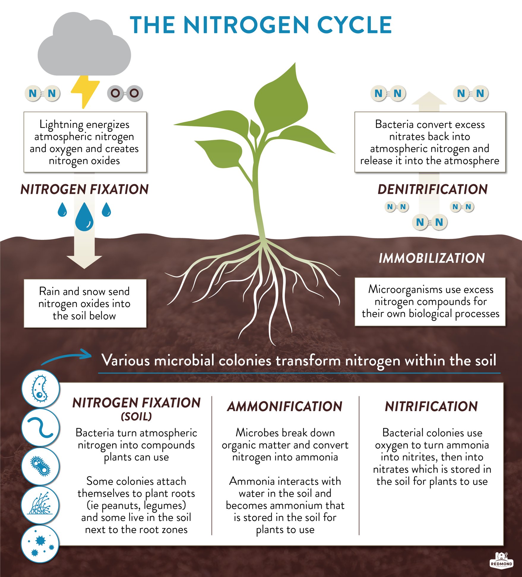 Plants And The Nitrogen Cycle